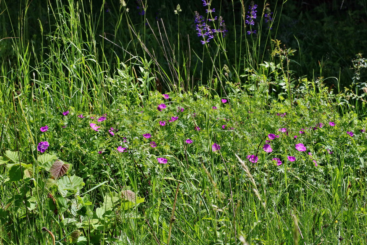 IMG-2016-05-31-00017447p_Bildgr��e �ndern