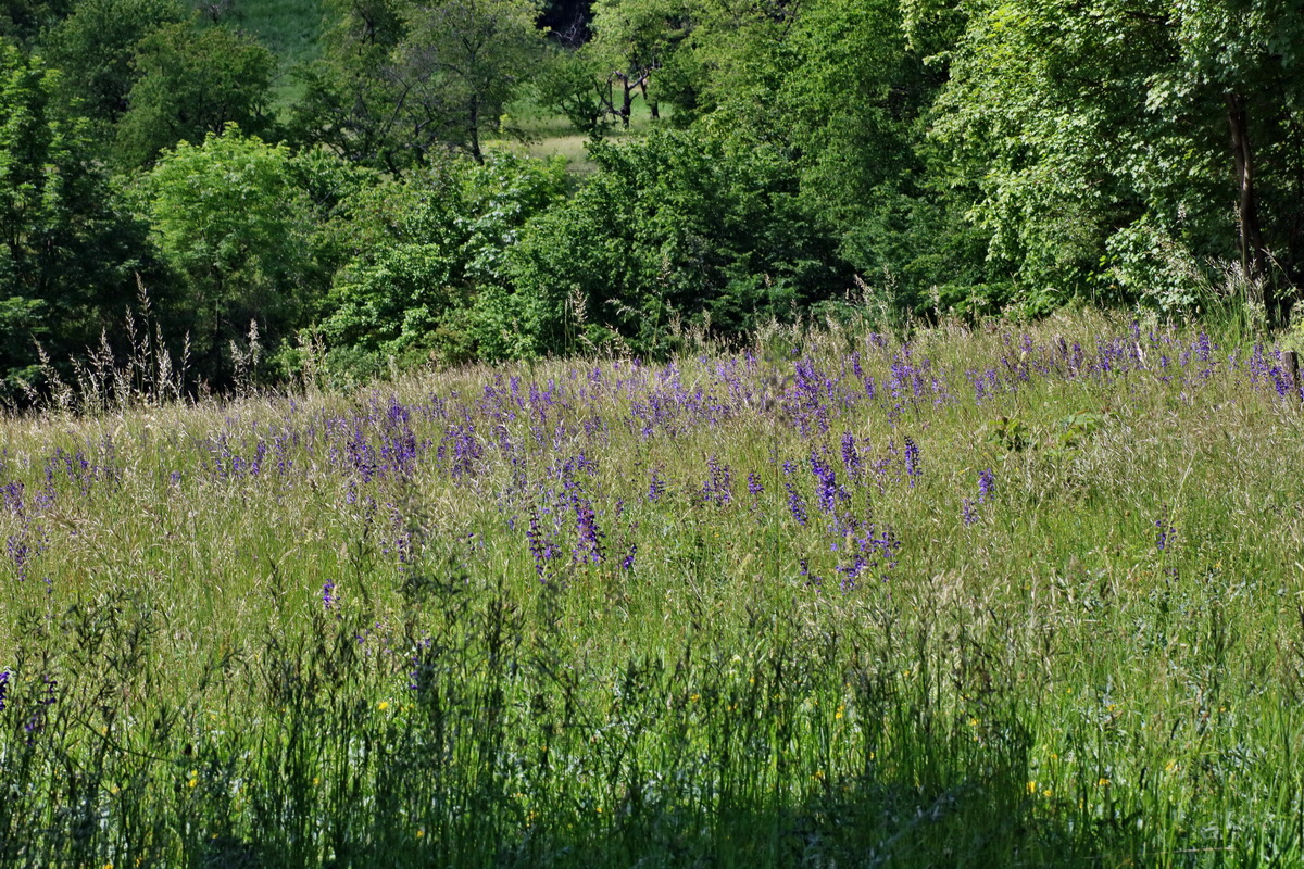 IMG-2016-05-31-00017449p_Bildgr��e �ndern