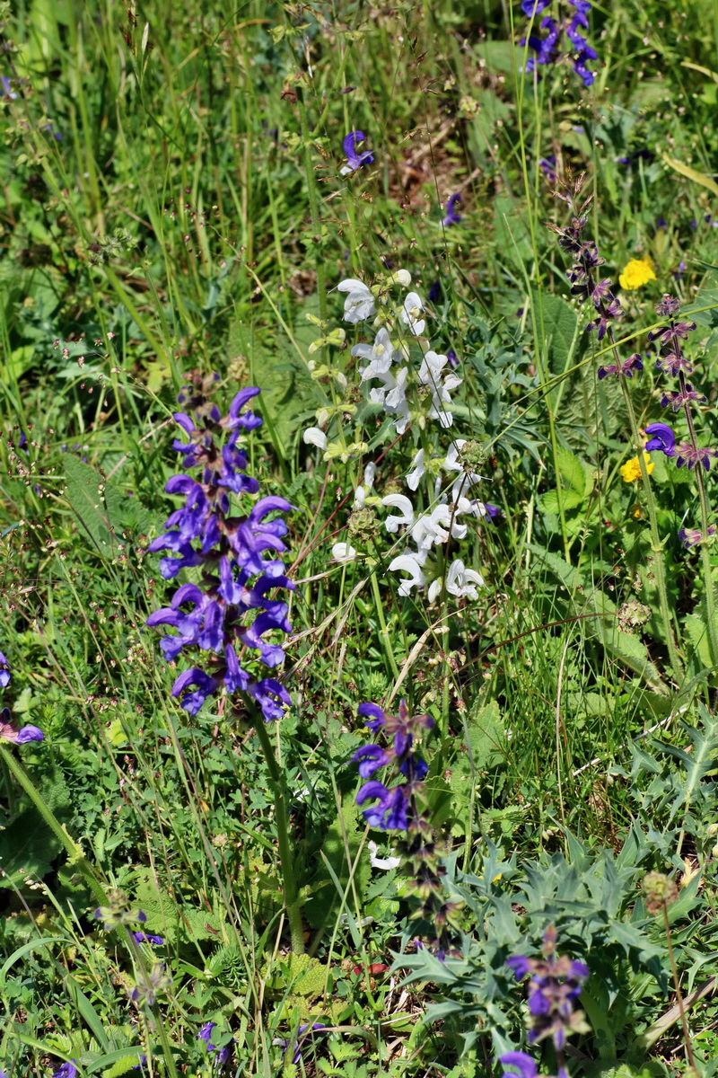 IMG-2016-05-31-00017455p_Bildgr��e �ndern