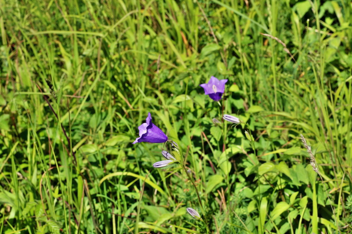 IMG-2016-05-31-00017471p_Bildgr��e �ndern