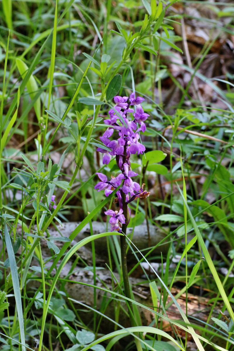 IMG-2016-05-31-00017491p_Bildgr��e �ndern