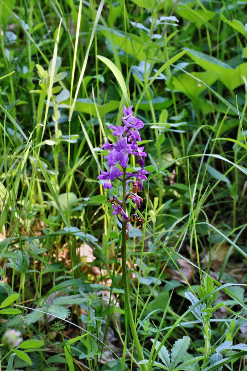 IMG-2016-05-31-00017495p_Bildgr��e �ndern