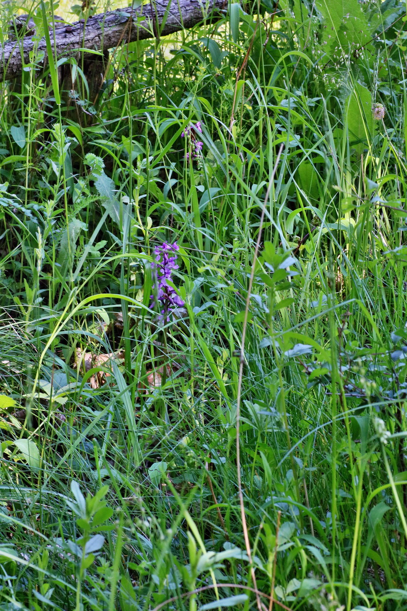 IMG-2016-05-31-00017498p_Bildgr��e �ndern