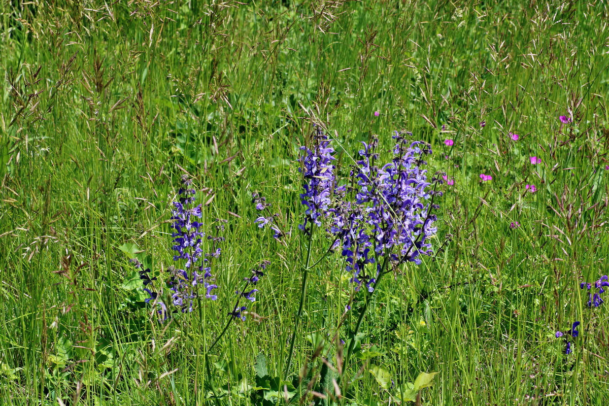 IMG-2016-05-31-00017514p_Bildgr��e �ndern