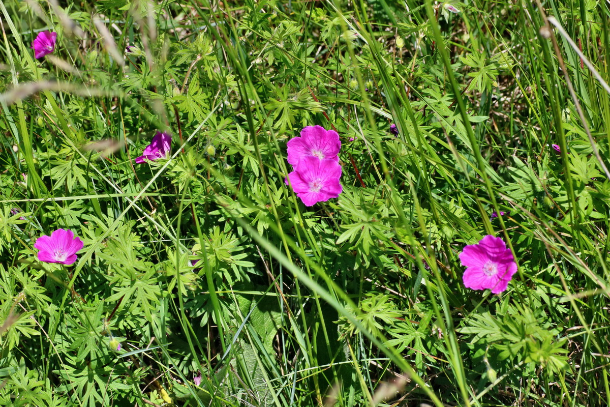 IMG-2016-05-31-00017515p_Bildgr��e �ndern