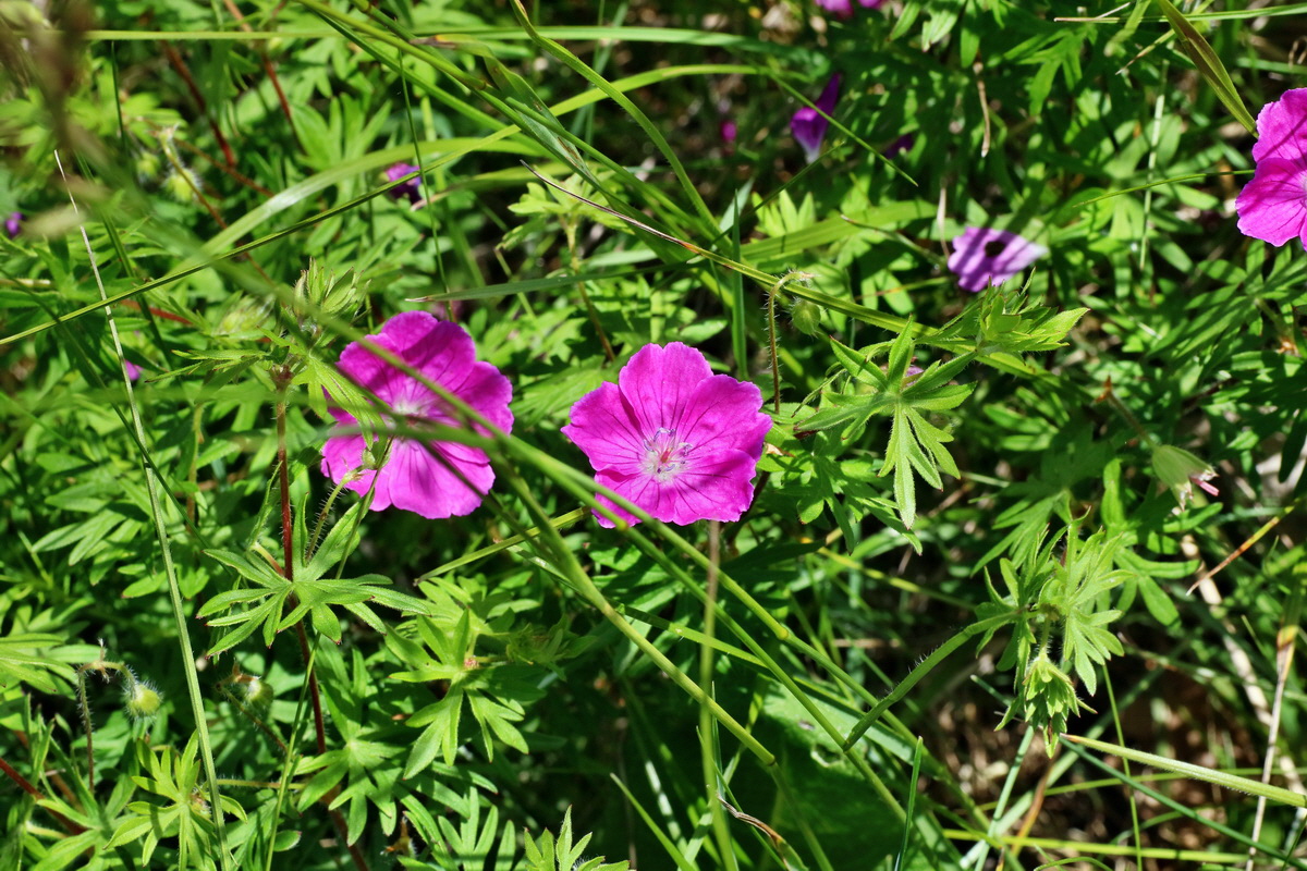 IMG-2016-05-31-00017519p_Bildgr��e �ndern