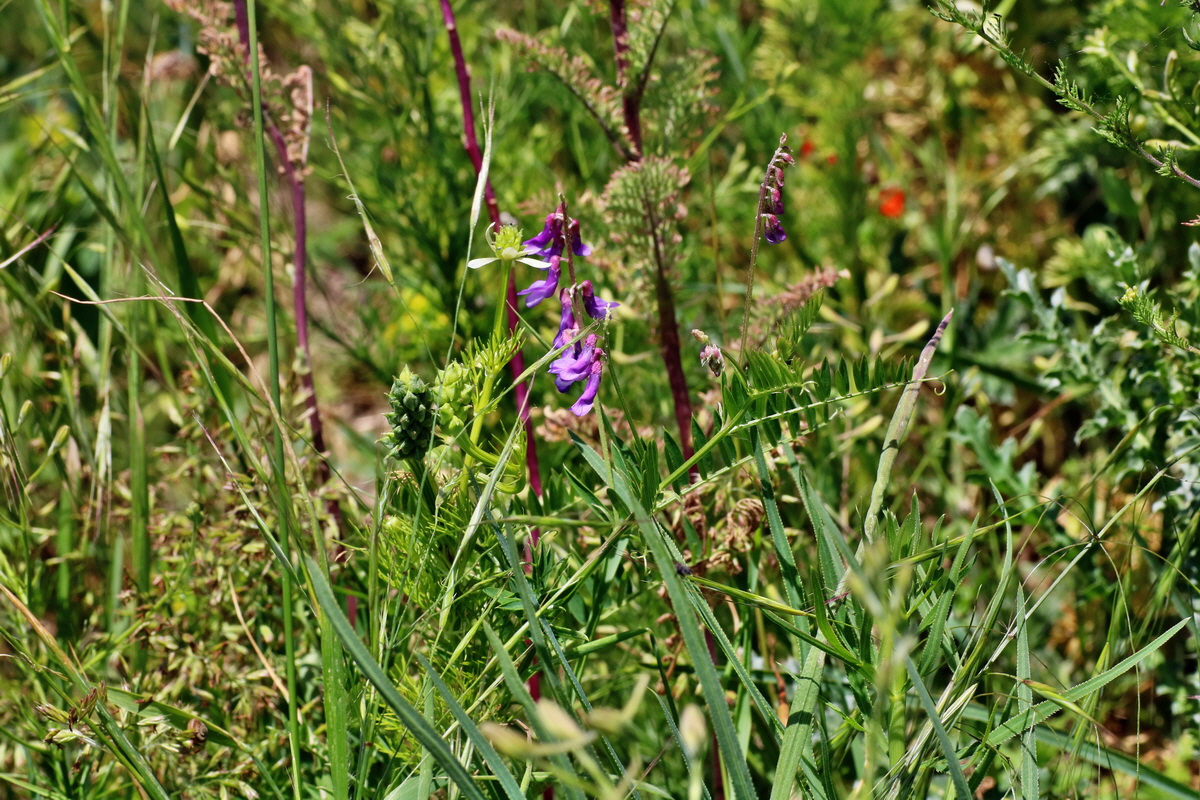 IMG-2016-05-31-00017615p_Bildgr��e �ndern