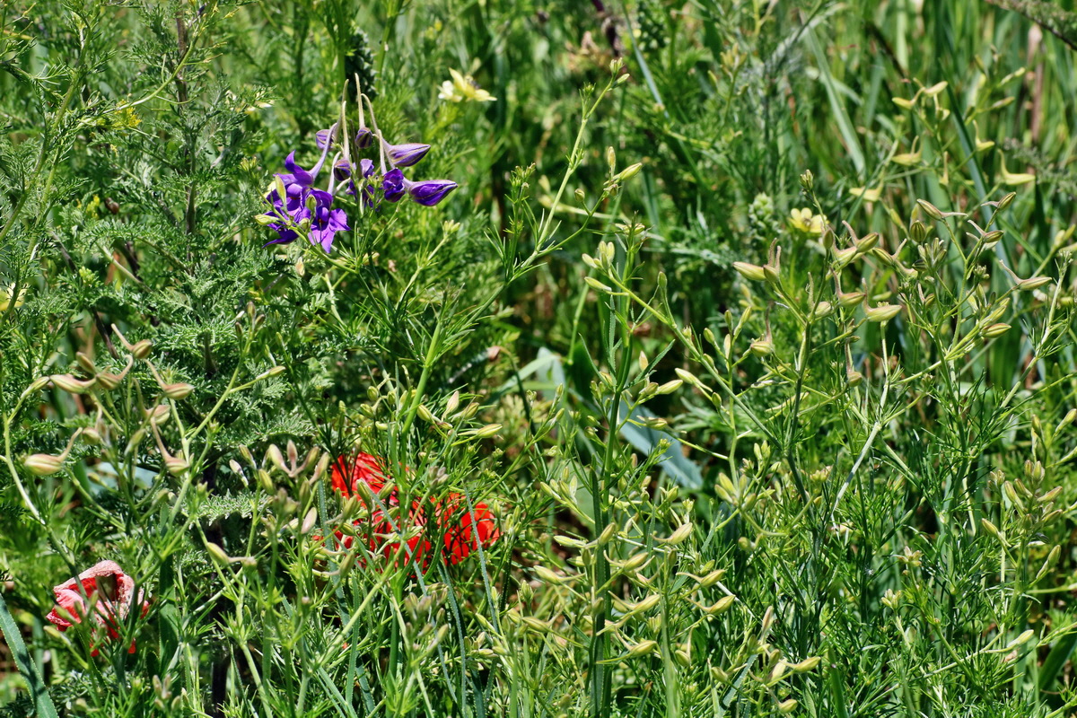 IMG-2016-05-31-00017621p_Bildgr��e �ndern