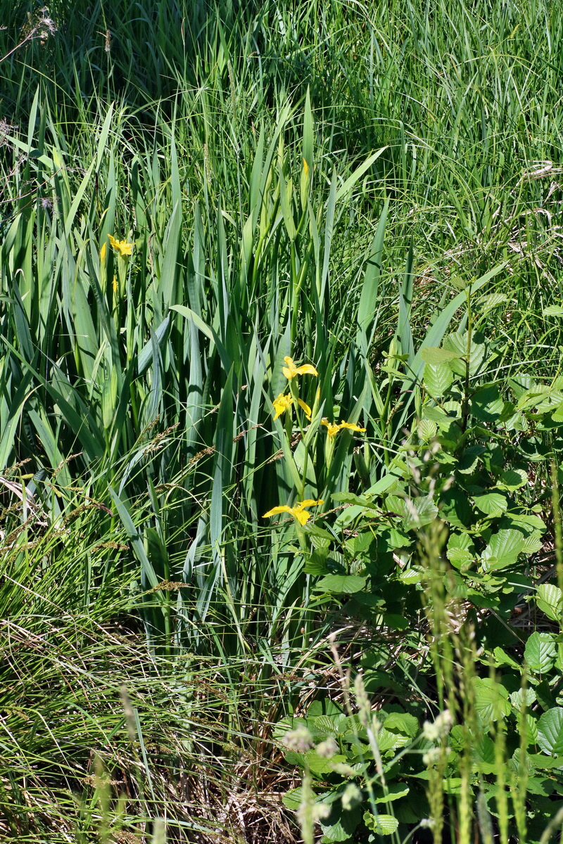 IMG-2016-05-31-00017697p_Bildgr��e �ndern