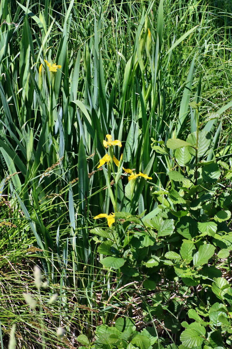 IMG-2016-05-31-00017700p_Bildgr��e �ndern