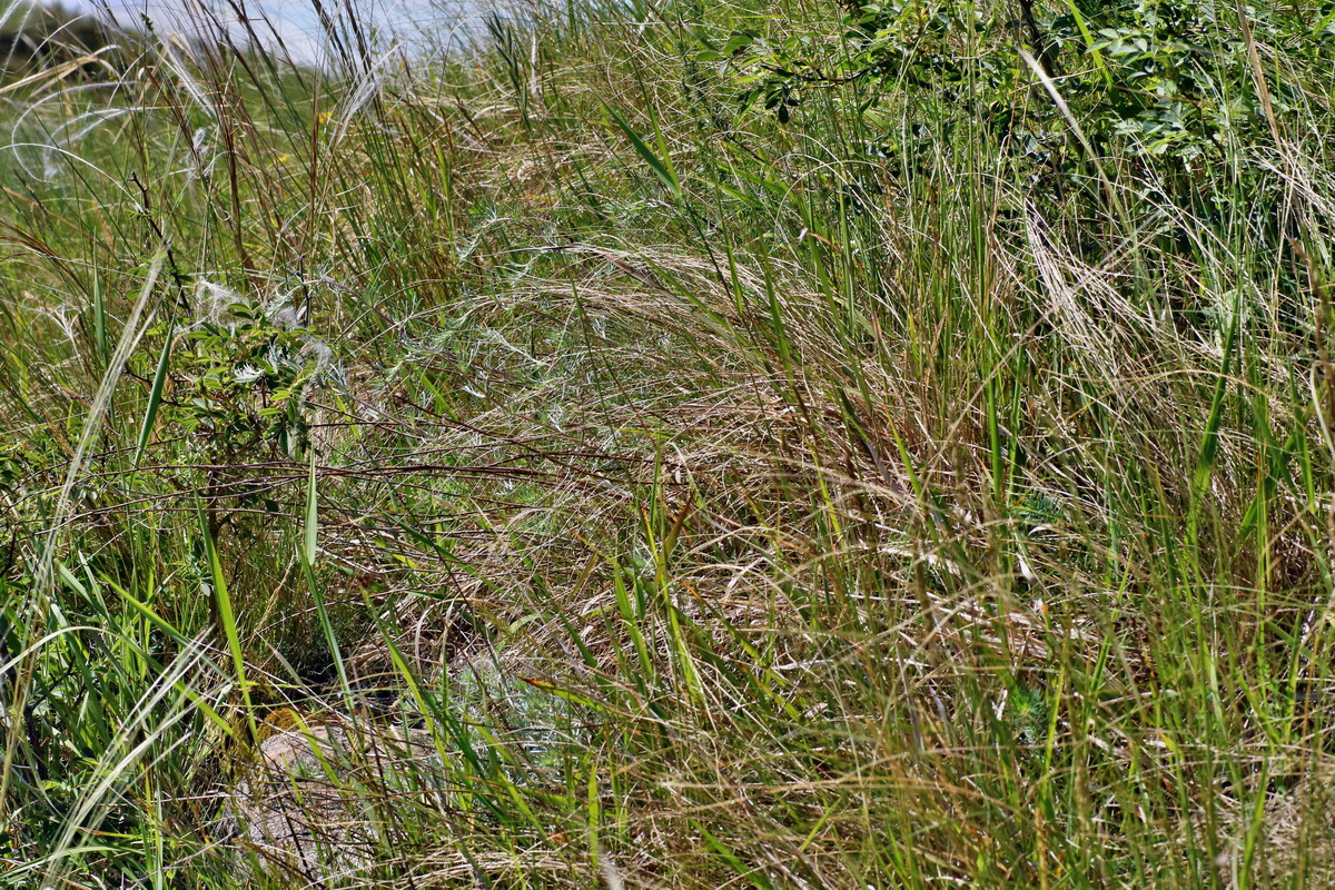 IMG-2016-05-31-00017747p_Bildgr��e �ndern