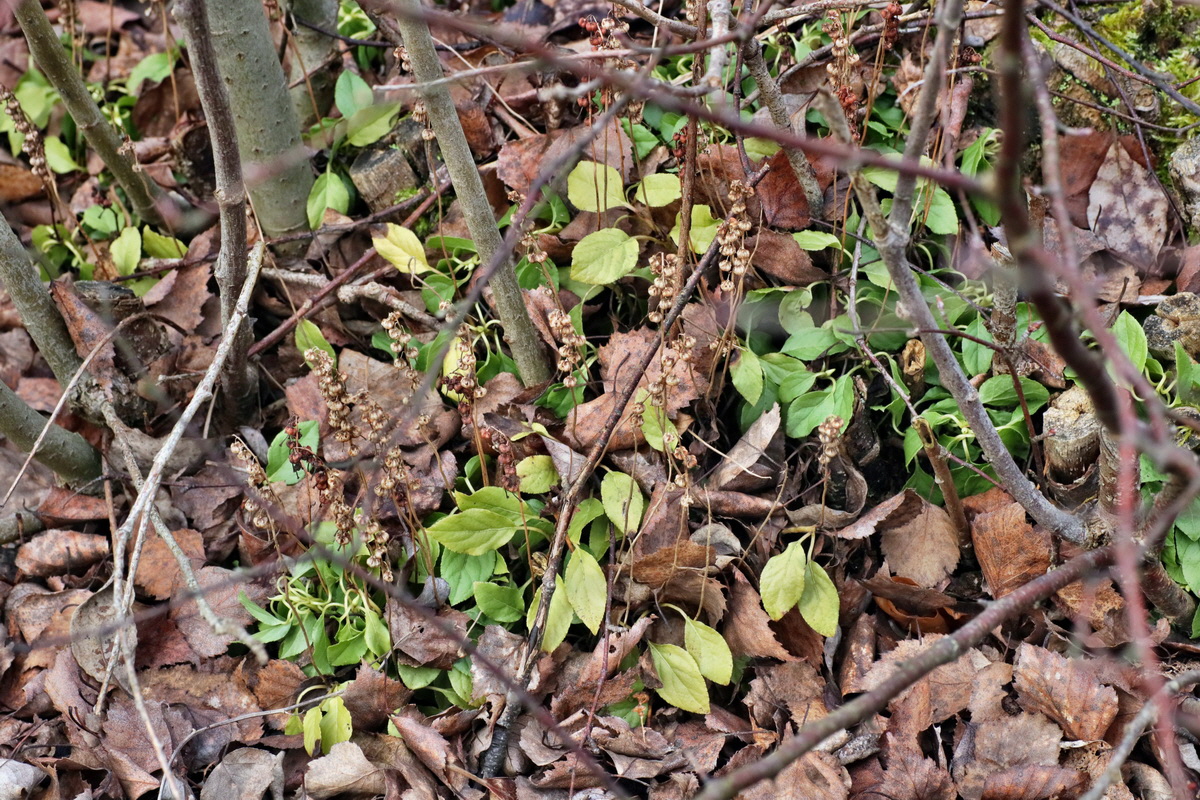 IMG-2015-12-28-00009438p_Bildgr��e �ndern