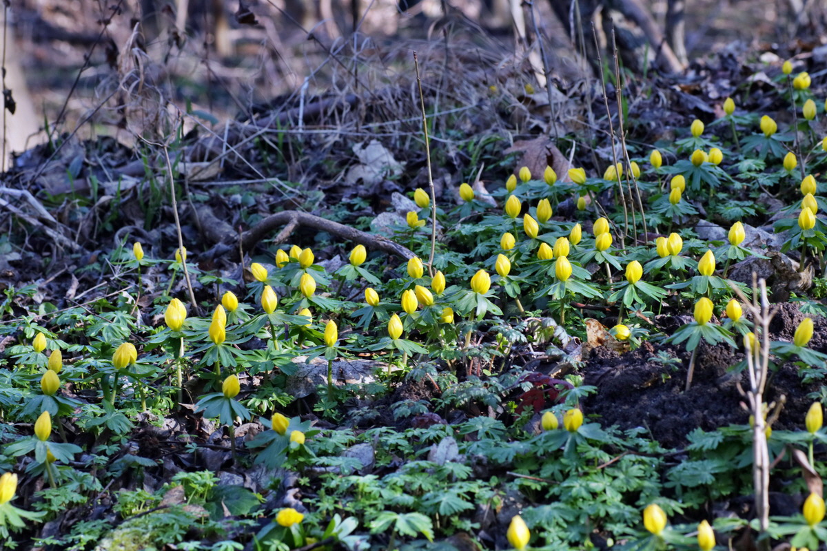 IMG-2016-02-13-00010907p_Bildgr��e �ndern