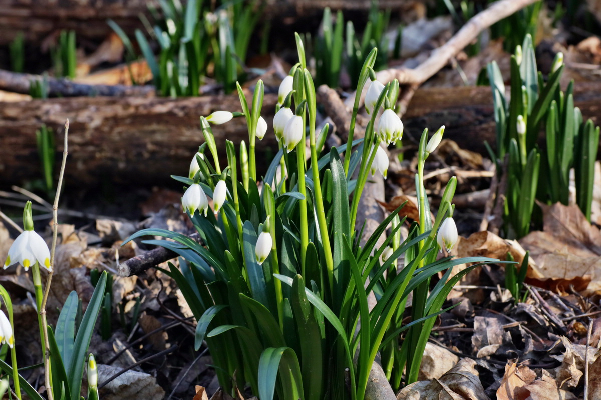 IMG-2016-02-13-00010941p_Bildgr��e �ndern