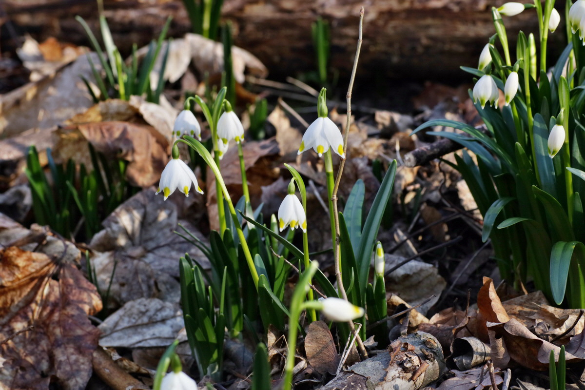 IMG-2016-02-13-00010944p_Bildgr��e �ndern