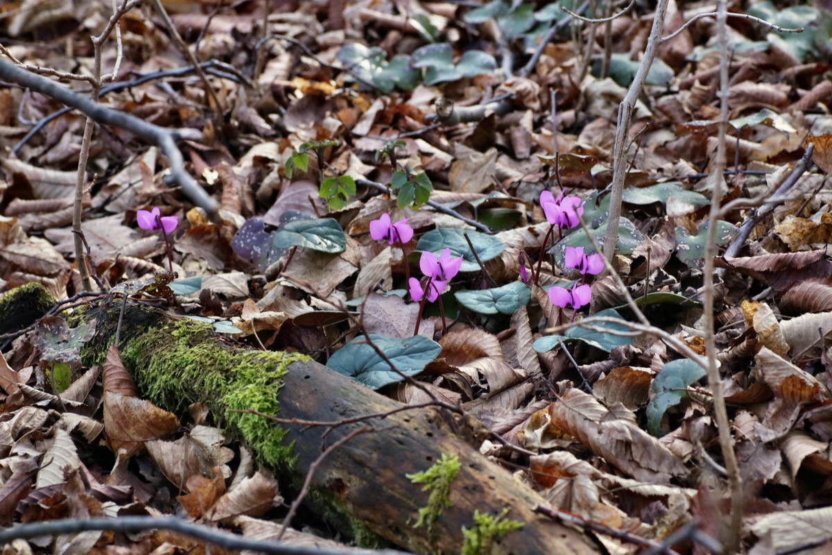 IMG-2016-02-13-00010951p_Bildgr��e �ndern