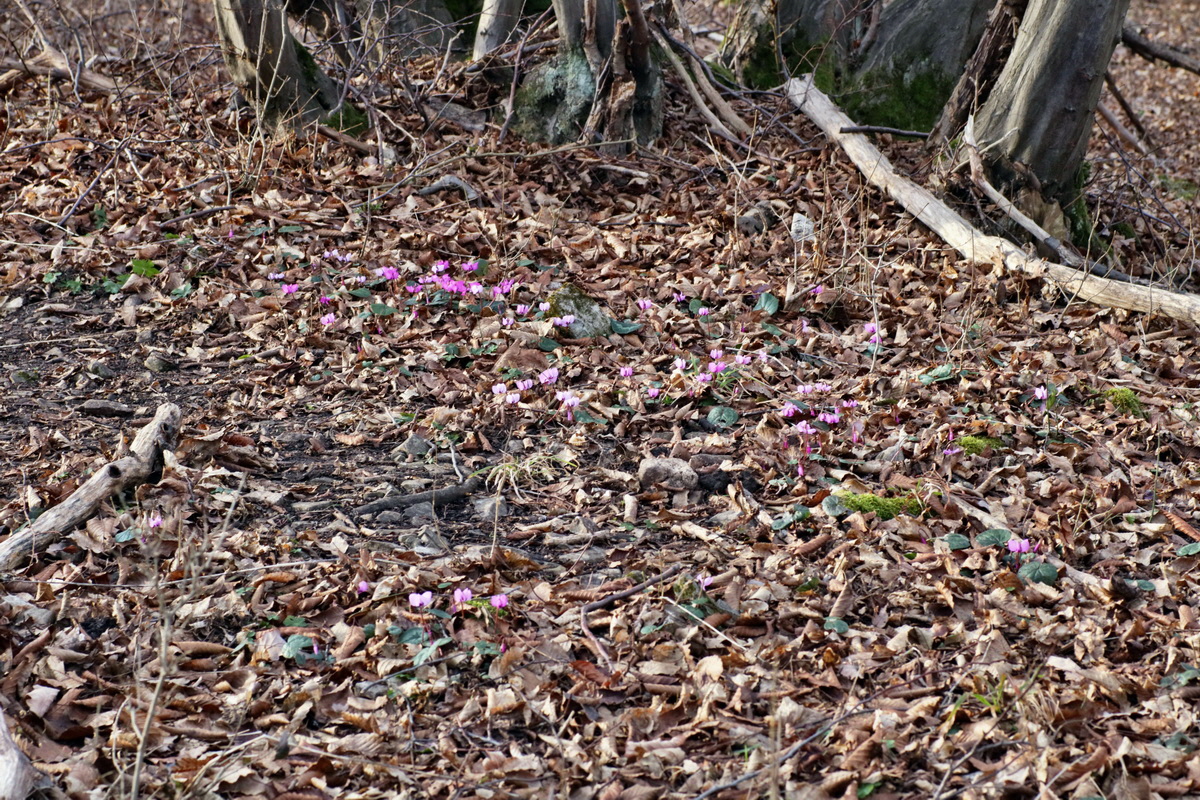 IMG-2016-02-13-00010953p_Bildgr��e �ndern