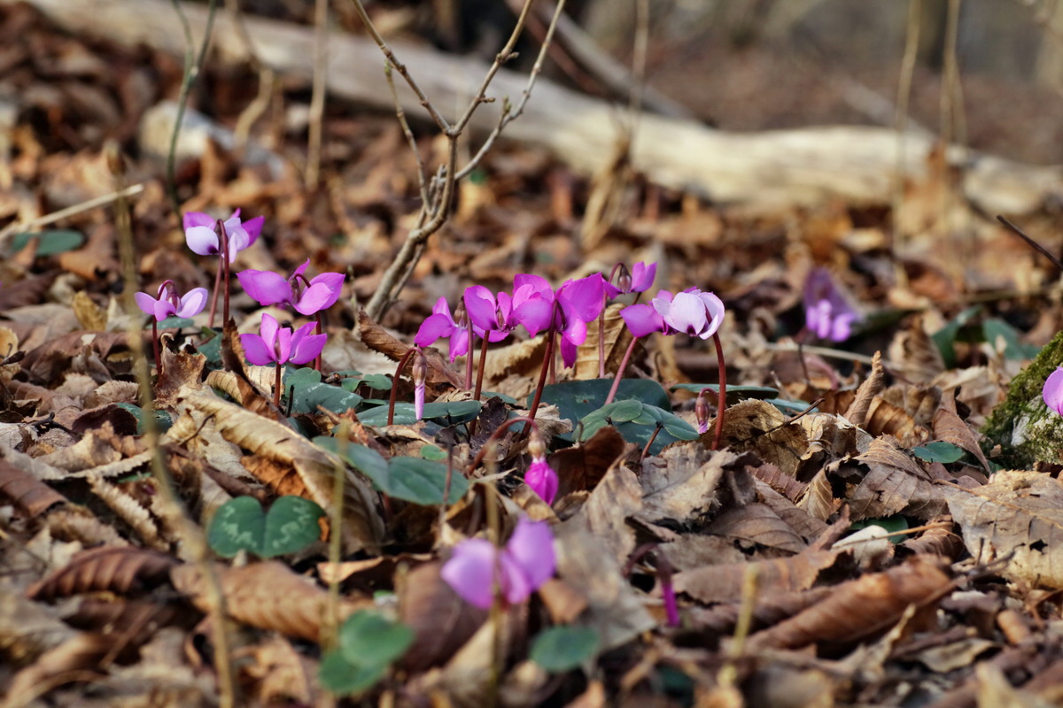 IMG-2016-02-13-00010956p_Bildgr��e �ndern