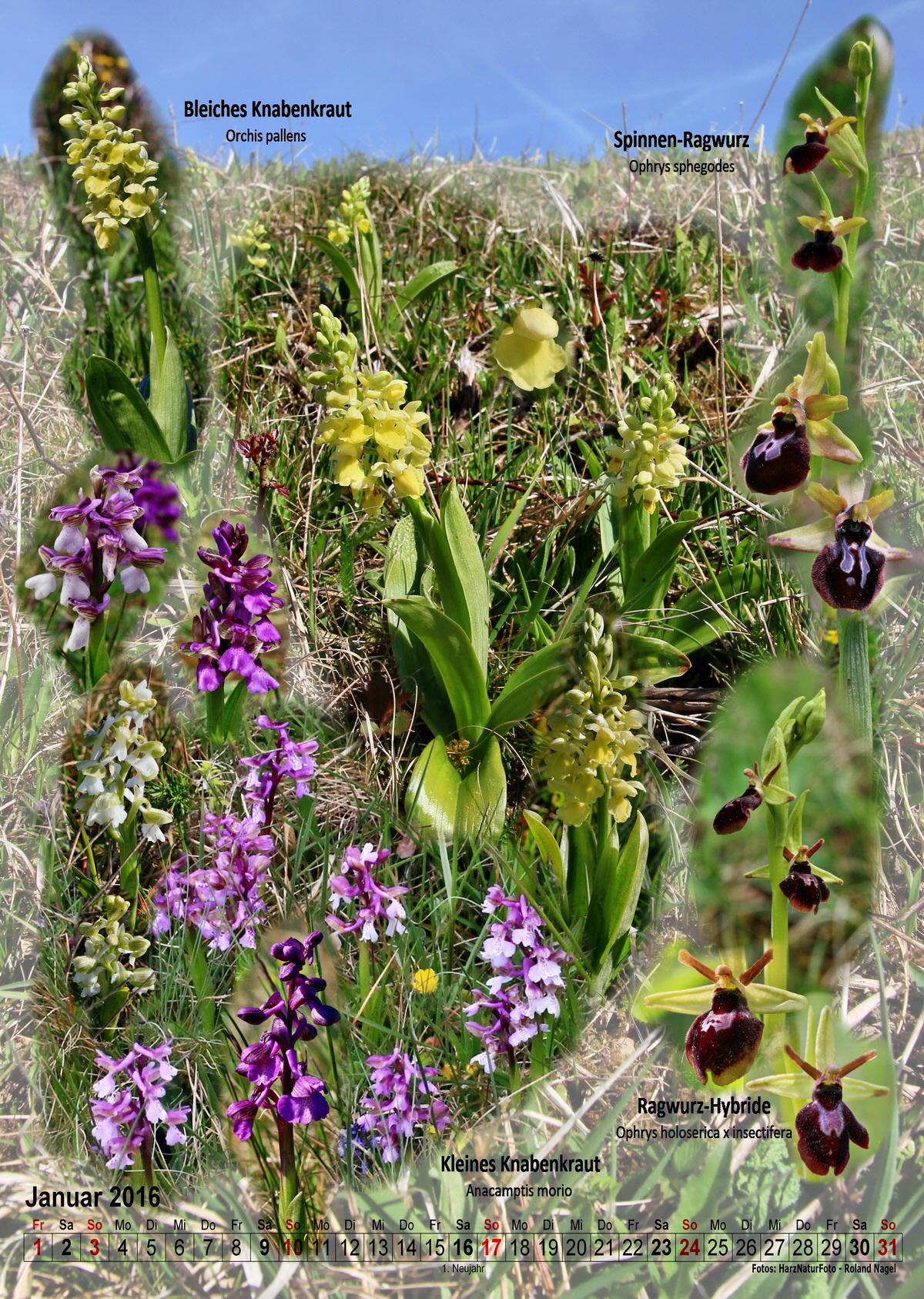 2016-01_Bildgr��e �ndern