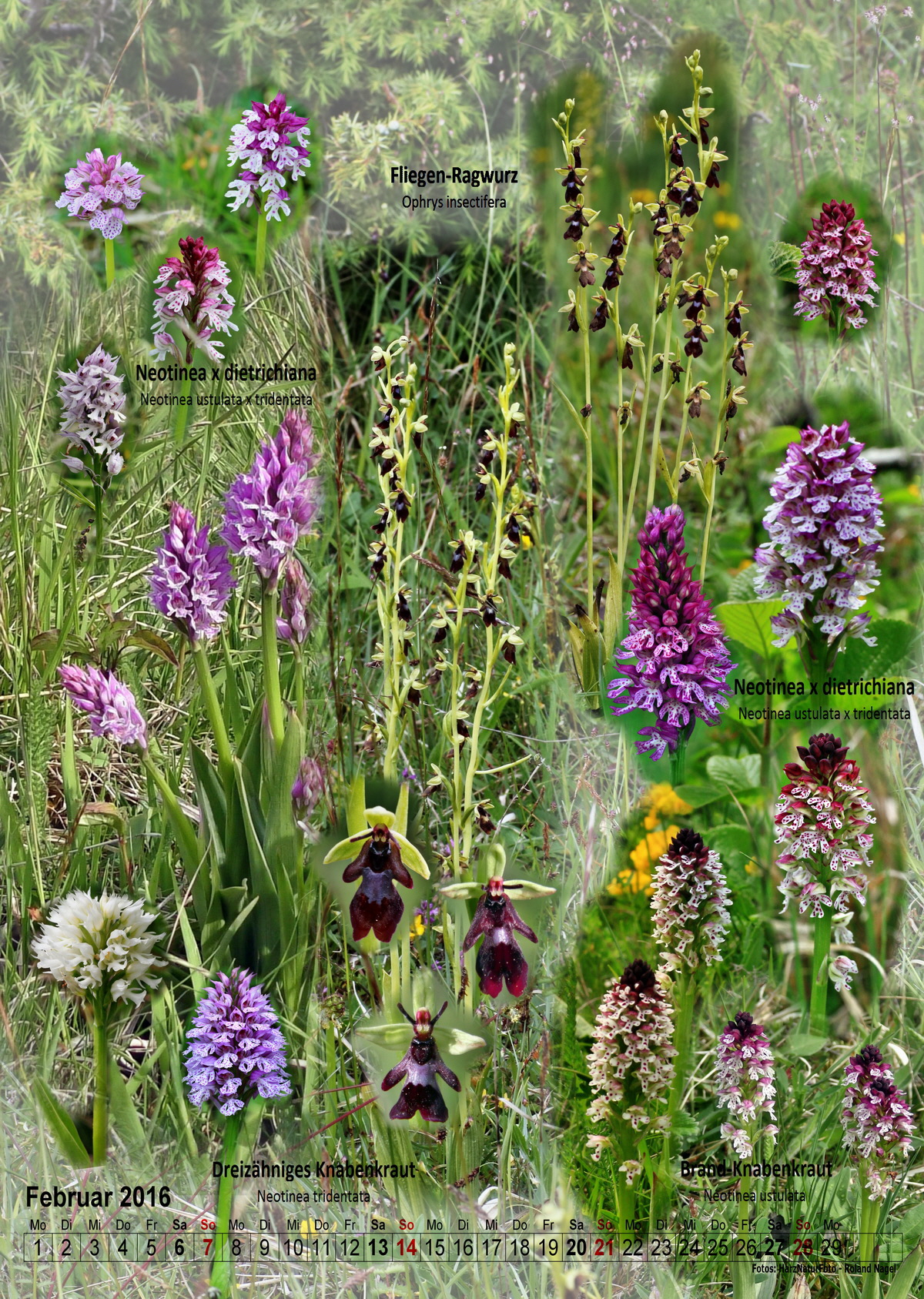 2016-02_Bildgr��e �ndern