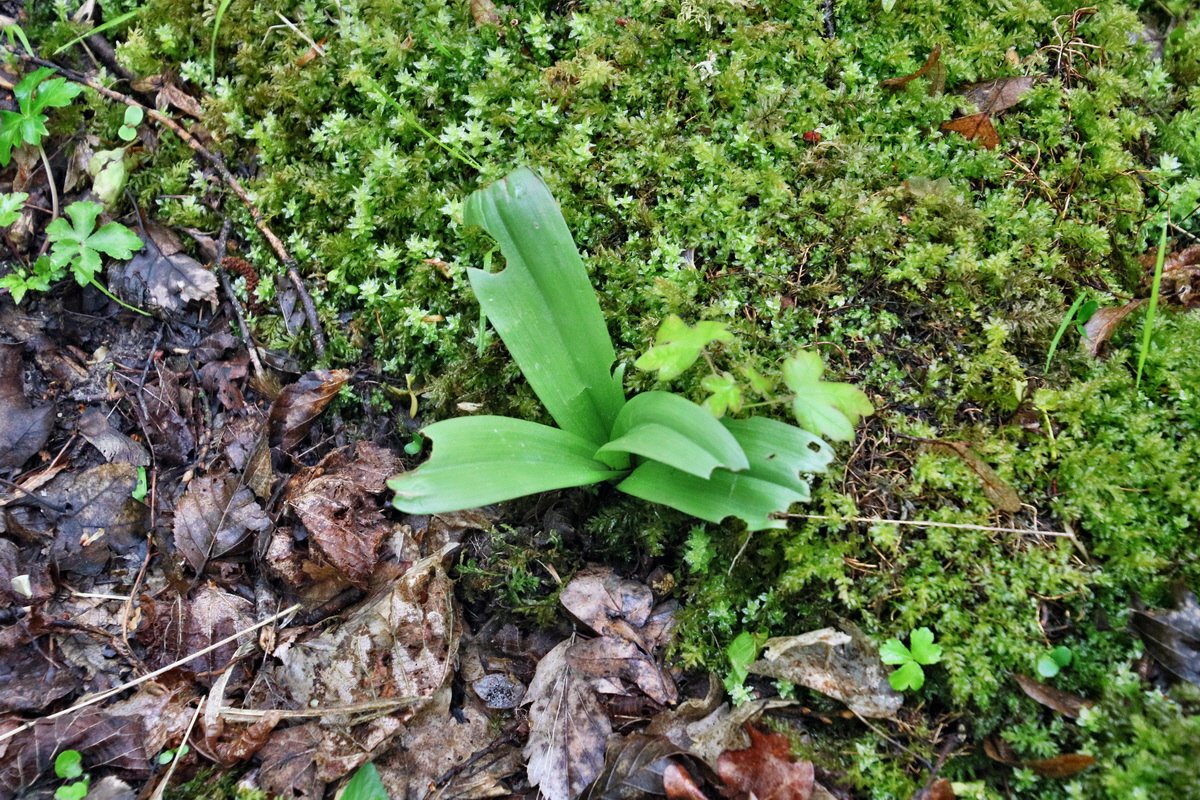 RNA_2017_05_02_1488p_Bildgr��e �ndern