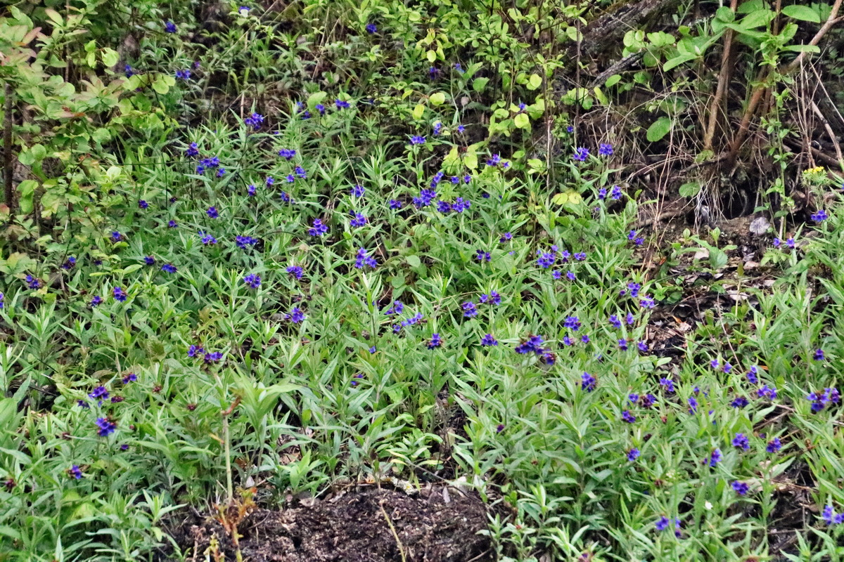 RNA_2017_05_02_1491p_Bildgr��e �ndern