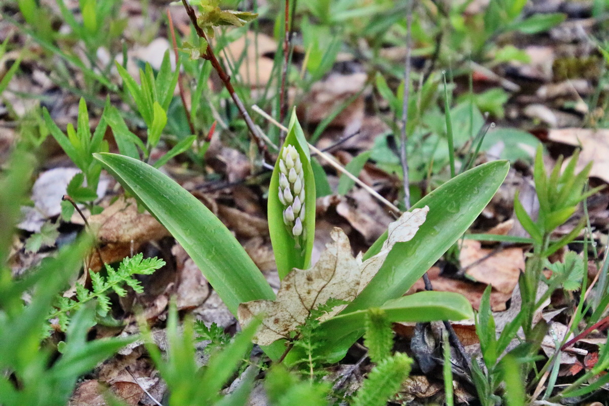 RNA_2017_05_02_1499p_Bildgr��e �ndern