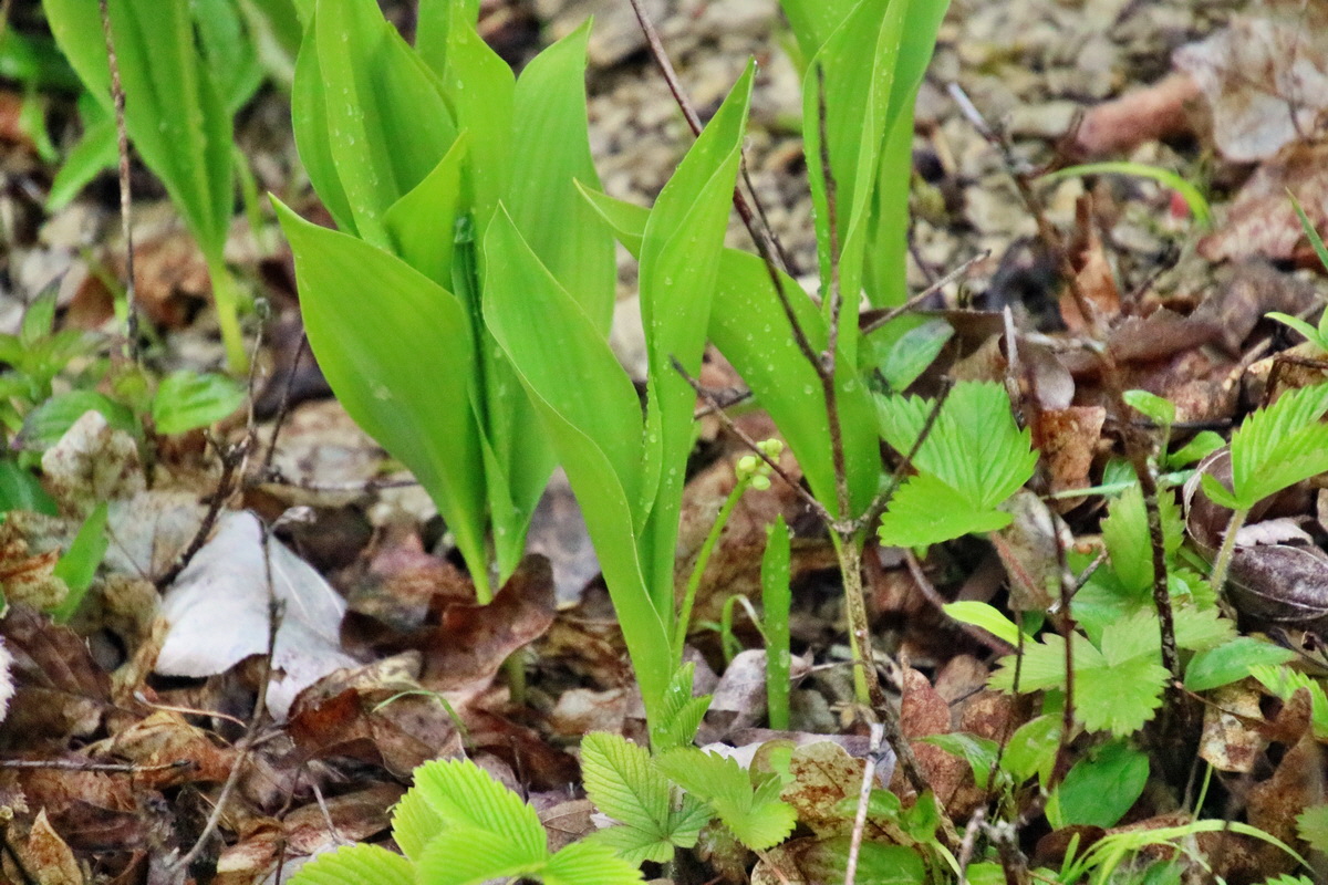 RNA_2017_05_02_1503p_Bildgr��e �ndern