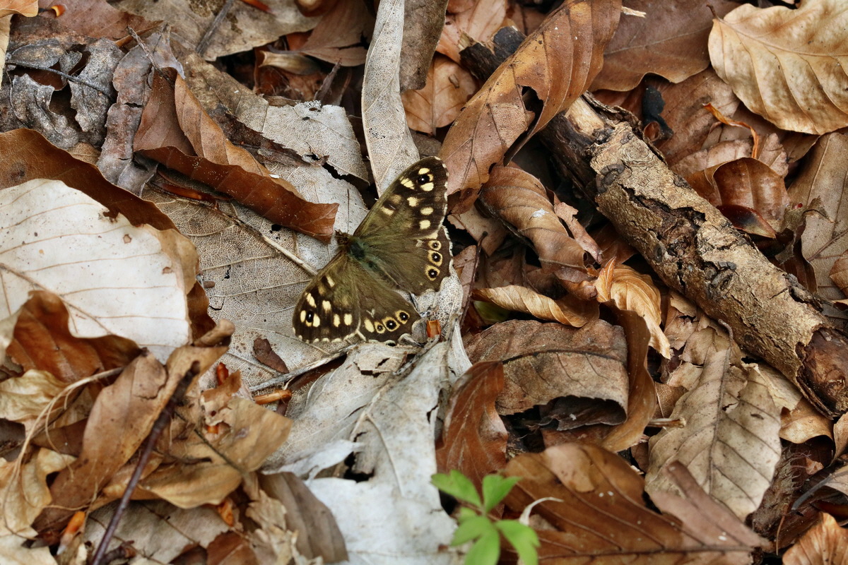 RNA_2017_05_03_2649p_Bildgr��e �ndern