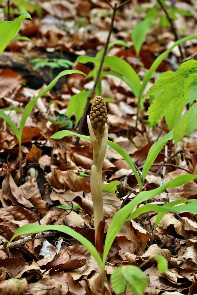 RNA_2017_05_03_2654p_Bildgr��e �ndern