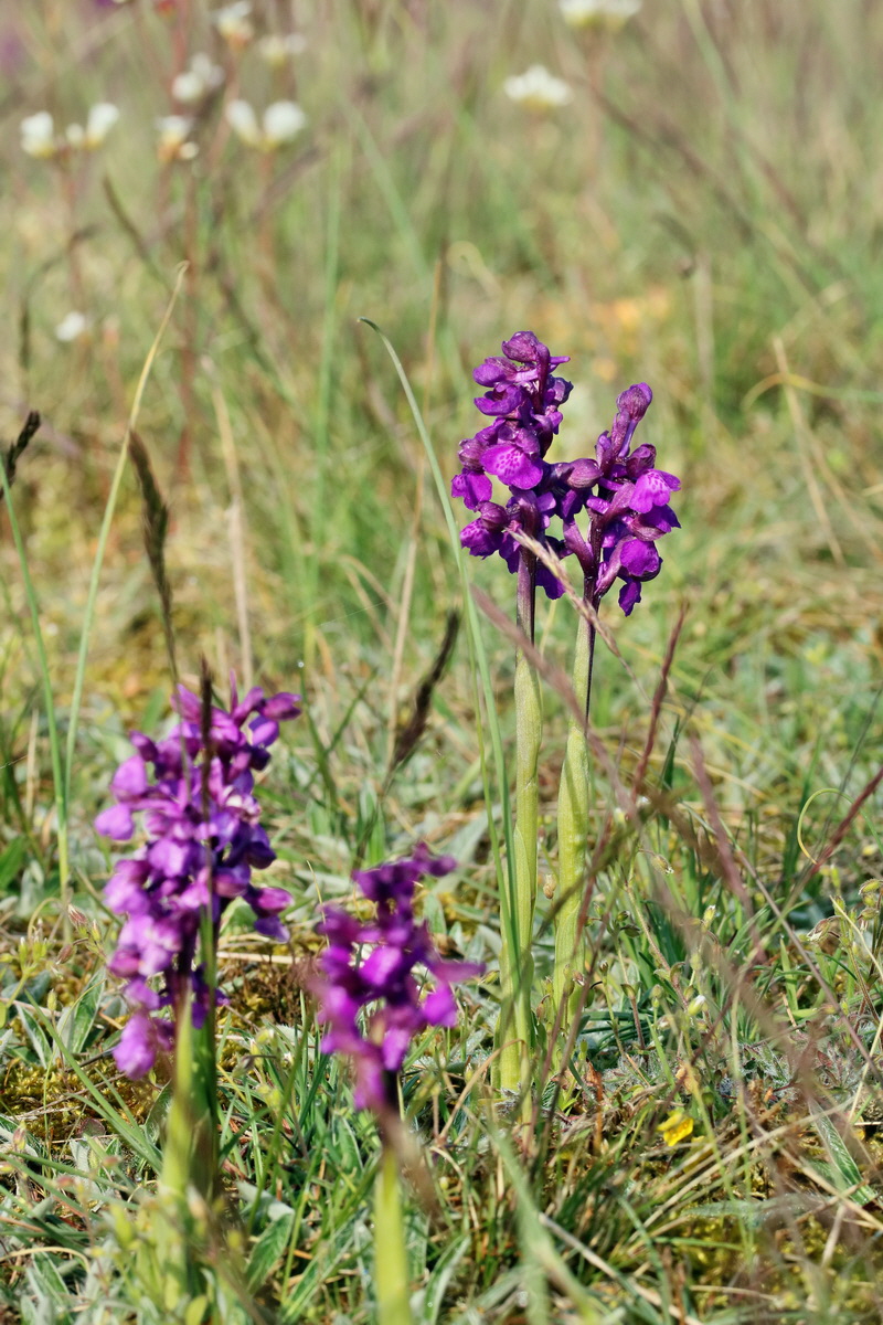 RNA_2017_05_03_1524p_Bildgr��e �ndern