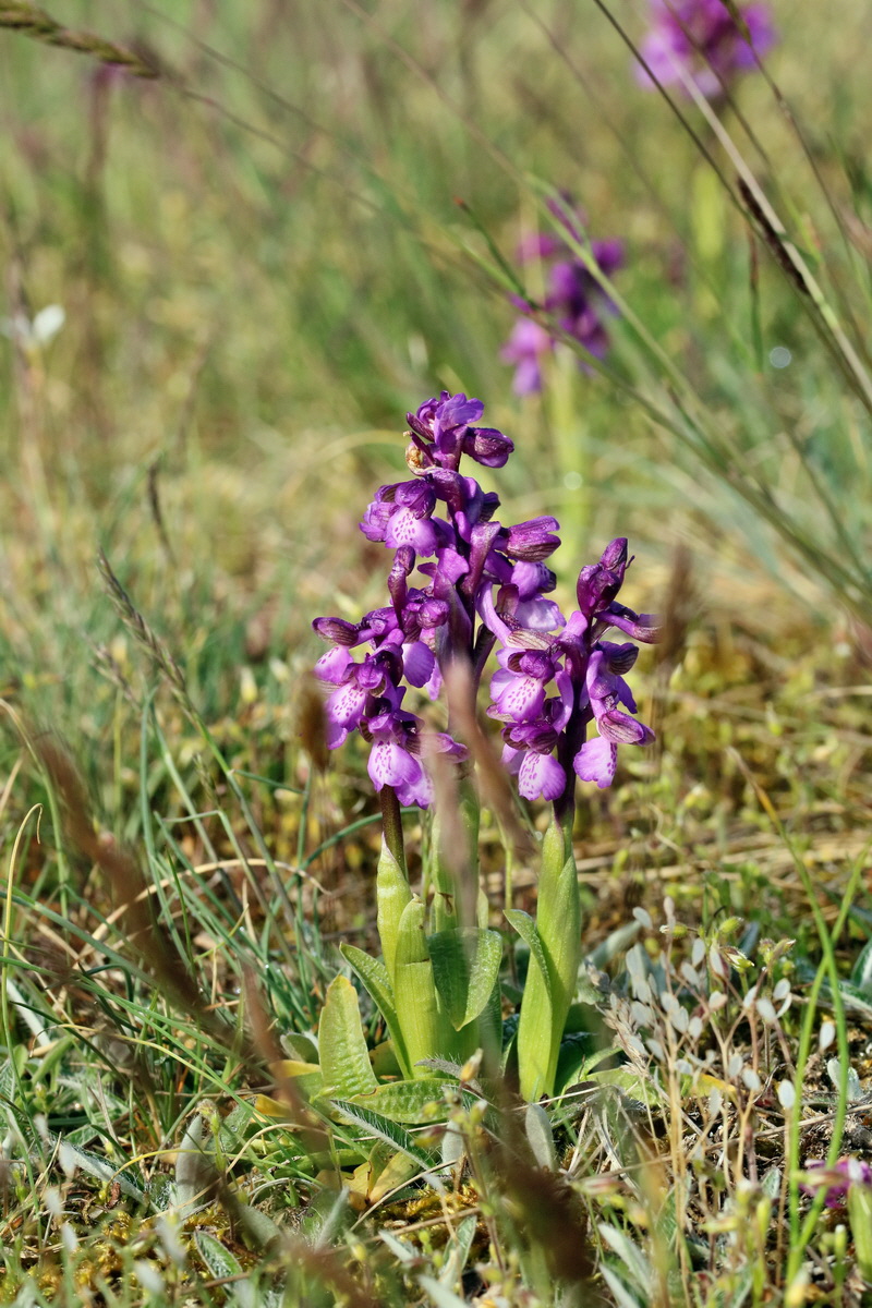 RNA_2017_05_03_1526p_Bildgr��e �ndern