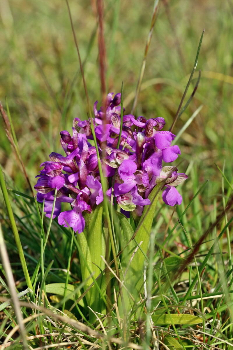 RNA_2017_05_03_1529p_Bildgr��e �ndern