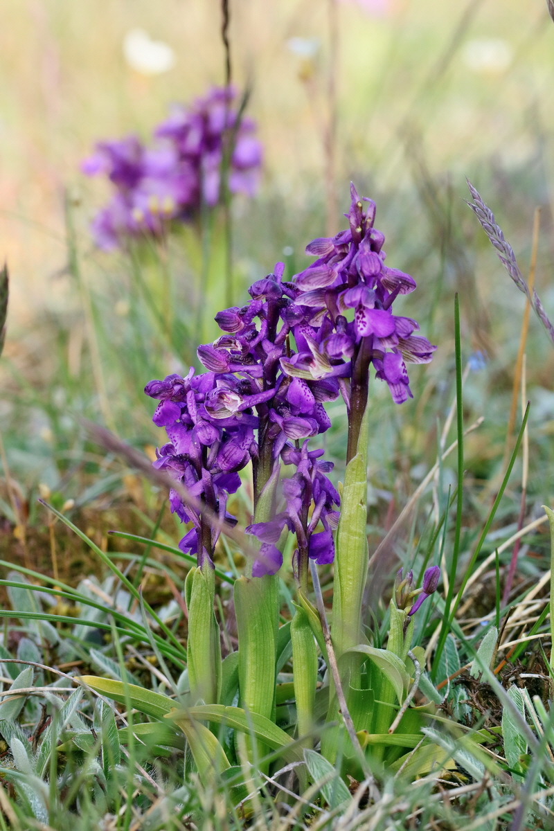 RNA_2017_05_03_1531p_Bildgr��e �ndern