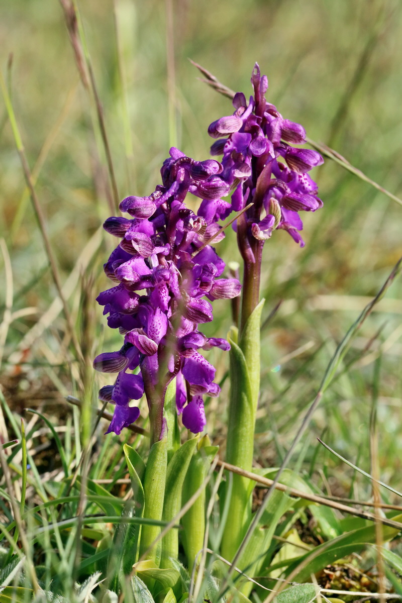 RNA_2017_05_03_1541p_Bildgr��e �ndern