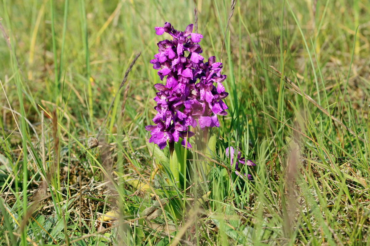 RNA_2017_05_03_1562p_Bildgr��e �ndern