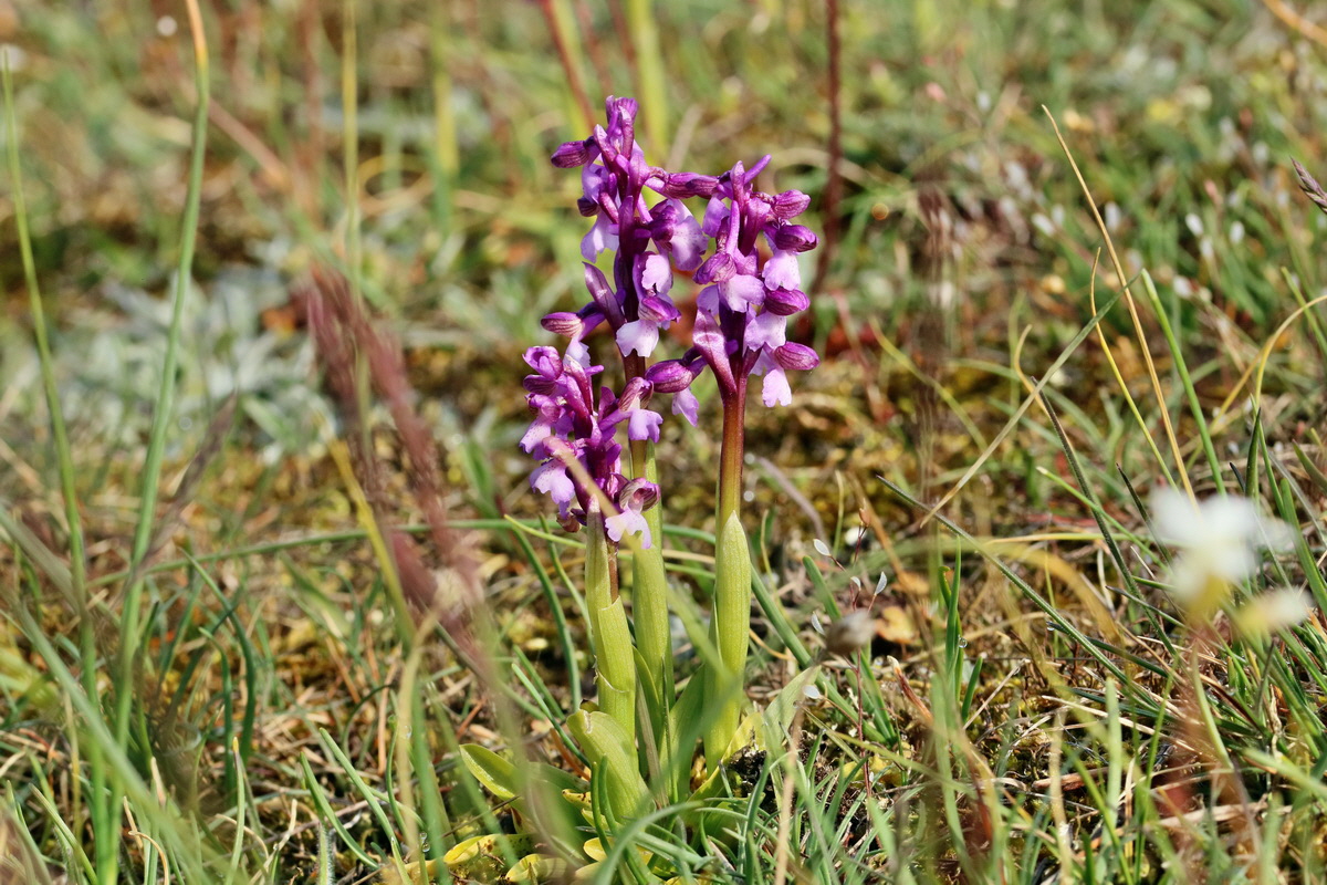 RNA_2017_05_03_1567p_Bildgr��e �ndern