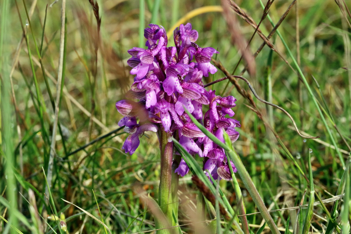 RNA_2017_05_03_1574p_Bildgr��e �ndern