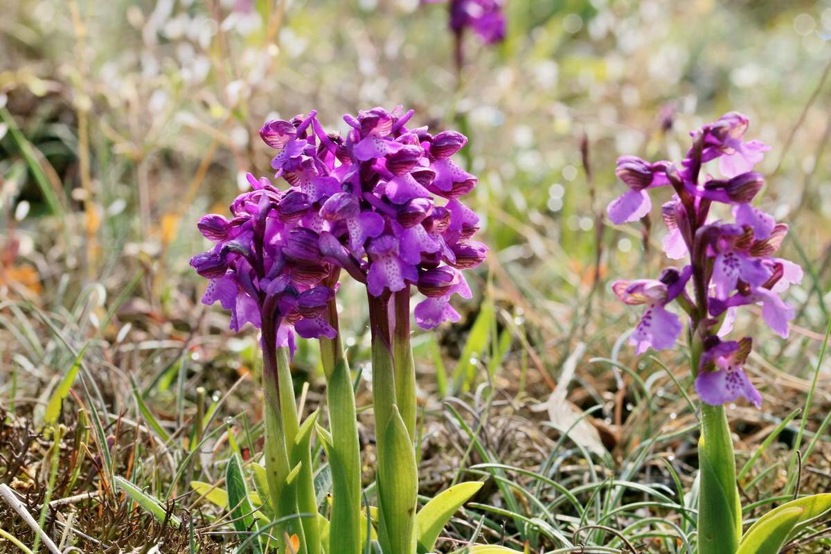 RNA_2017_05_03_1576p_Bildgr��e �ndern