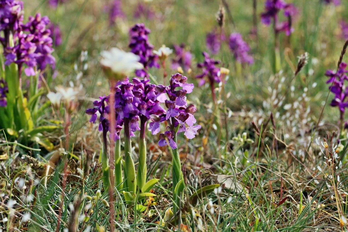 RNA_2017_05_03_1579p_Bildgr��e �ndern