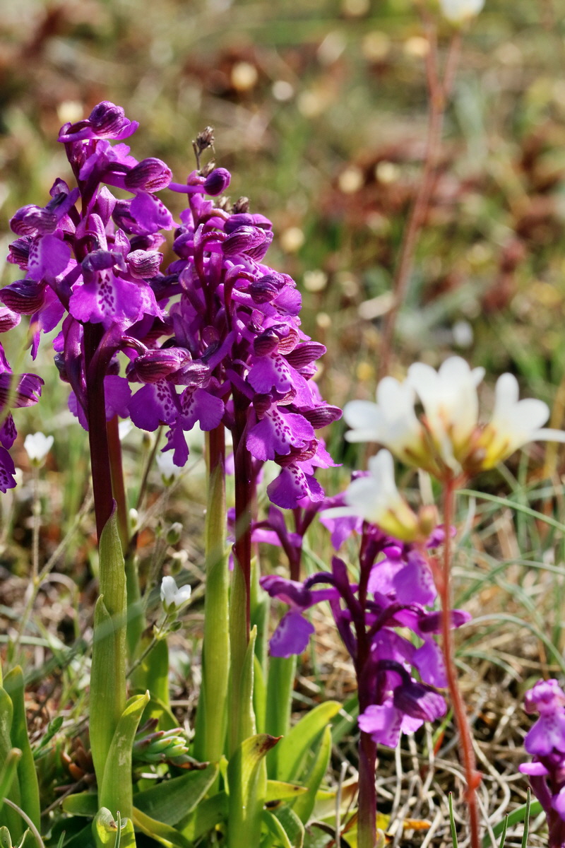 RNA_2017_05_03_1731p_Bildgr��e �ndern