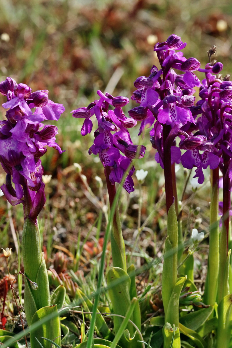 RNA_2017_05_03_1733p_Bildgr��e �ndern