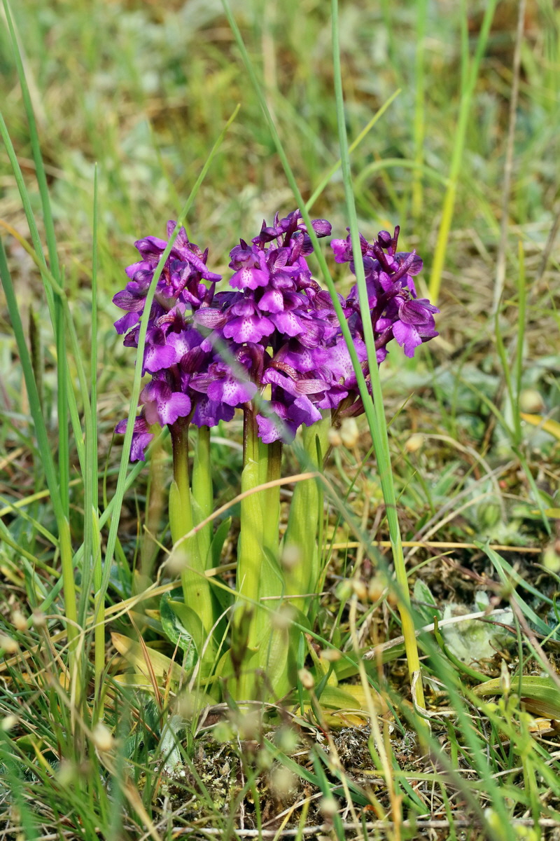 RNA_2017_05_03_1753p_Bildgr��e �ndern