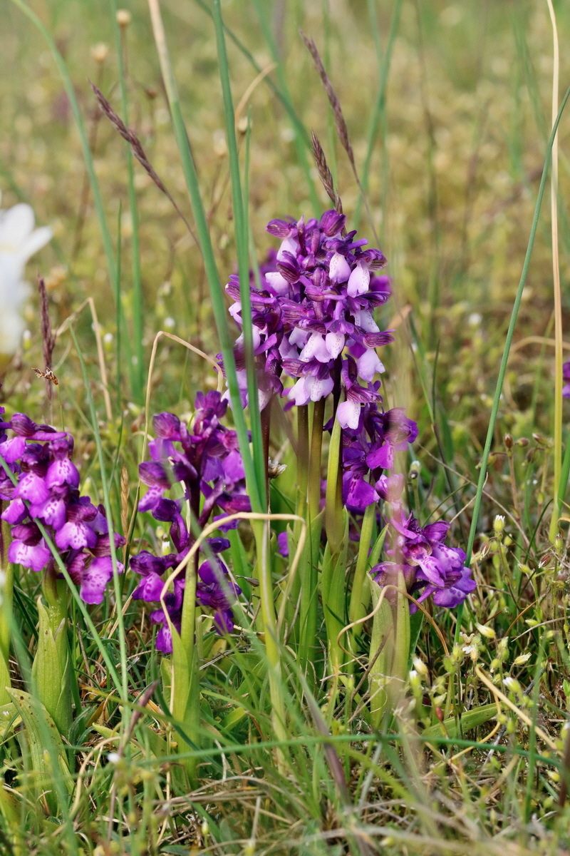 RNA_2017_05_03_1765p_Bildgr��e �ndern