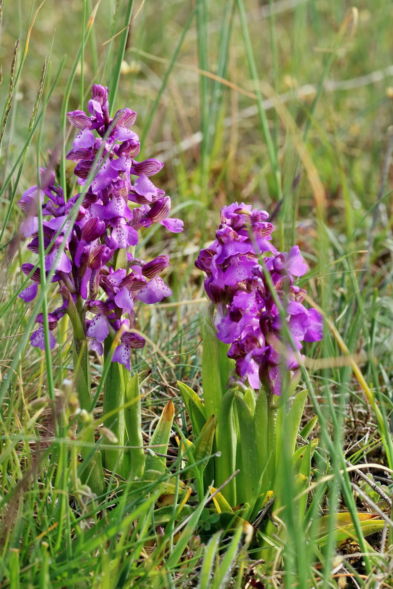 RNA_2017_05_03_1771p_Bildgr��e �ndern