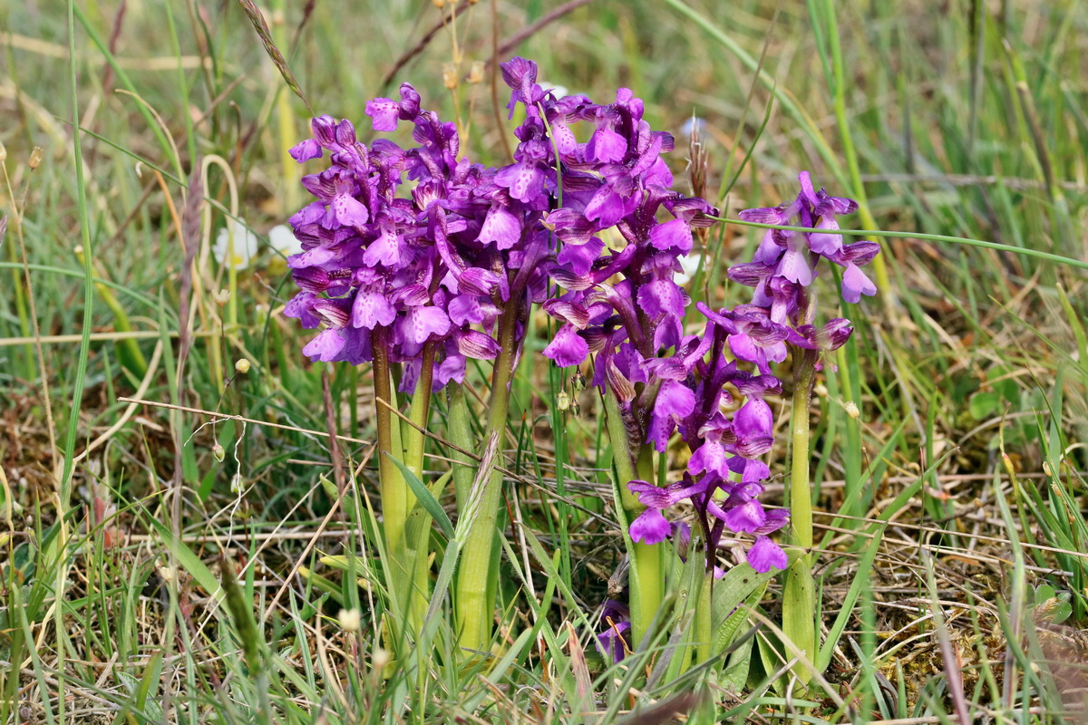 RNA_2017_05_03_1773p_Bildgr��e �ndern