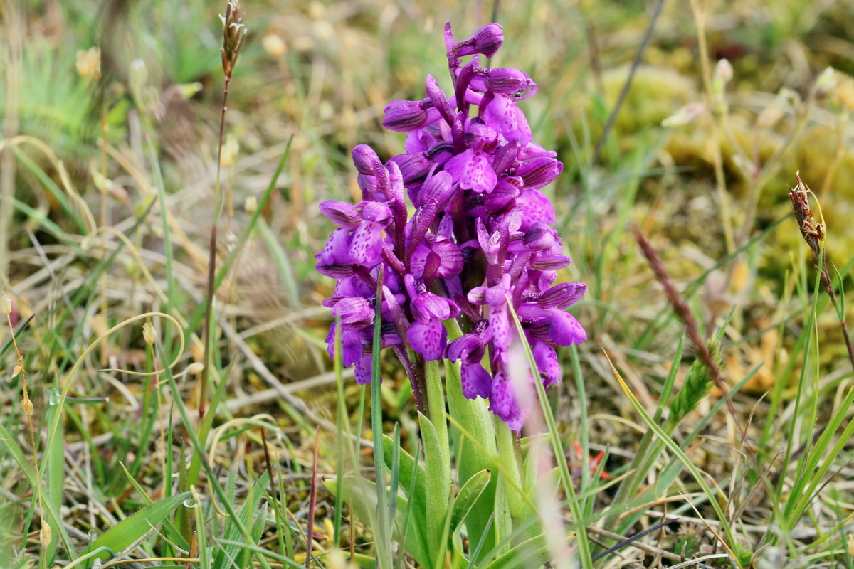 RNA_2017_05_03_1846p_Bildgr��e �ndern