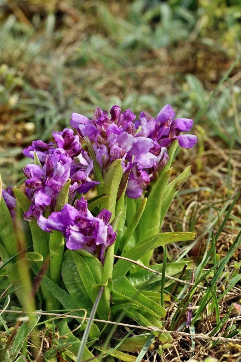 RNA_2017_05_03_2007p_Bildgr��e �ndern