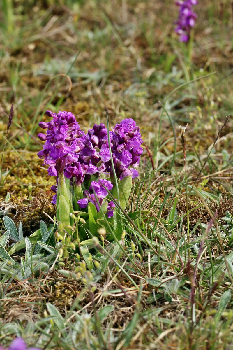 RNA_2017_05_03_2008p_Bildgr��e �ndern