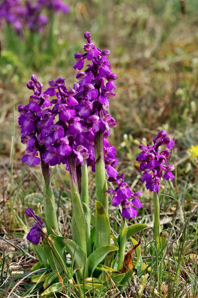 RNA_2017_05_03_2011p_Bildgr��e �ndern